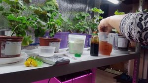 Пеларгонии, цветы. Как отметить удобрение без весов