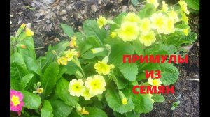 ПРИМУЛА. Как вырастить из семян? Проверенный способ вырастить рассаду первоцвета.