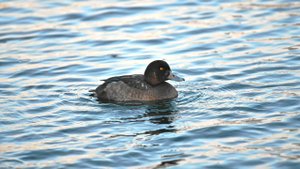 Морская чернеть