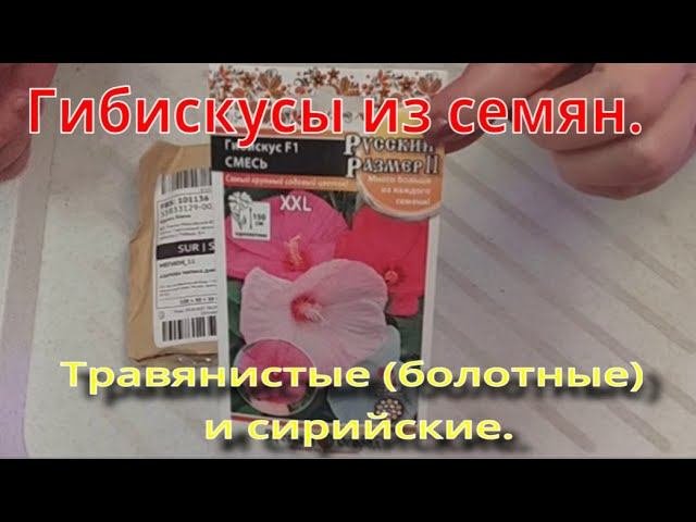 Посев гибискуса. Травянистый (болотный) и сирийский (кустовой).
