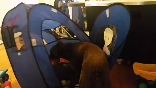 Zatawil sobaku v svoj domik s mjachikami смотреть онлайн