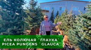 Ели колючие `Glauca` в питомнике ЁЛЫ-ПАЛЫ