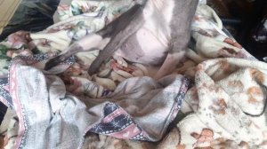 Откачали жидкость с ЖИВОТА у кошки! Что делать, чтобы не набиралась опять? Кошкин влог