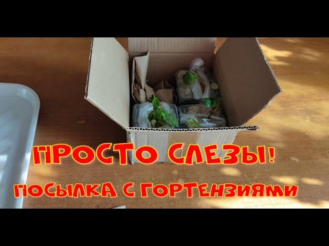 Посылка с гортензиями   слезы!