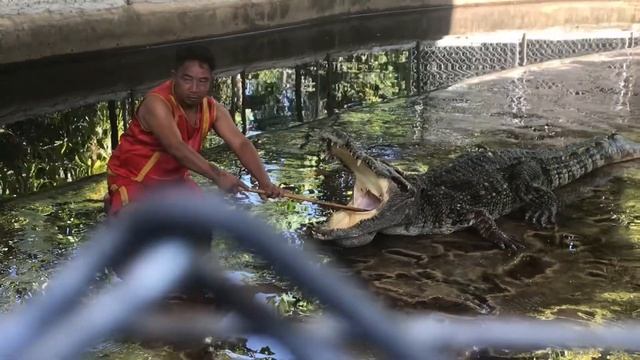 Crocodile Farm at Koh Samui