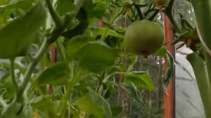 ДОЗРЕВАТЕЛЬ