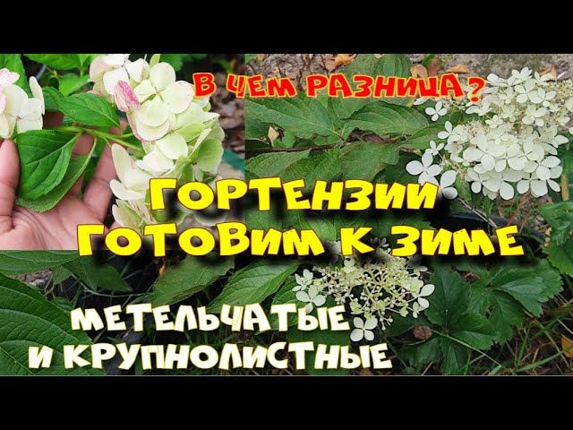 Гортензии метельчатые и крупнолистные готовим к зиме.