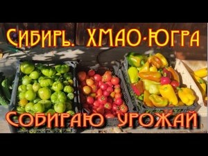 Собираю урожай 2023г.