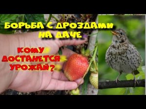 Способы борьбы с дроздами.