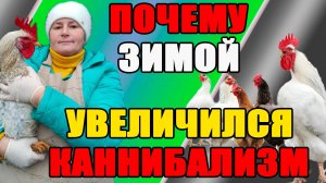 Почему КАННИБАЛИЗМ увеличивается зимой у кур.