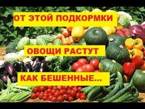 Дрожжевая подкормка для клубники, огурцов, томатов и цветов.