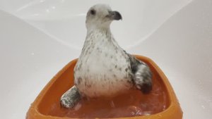 Спасение Клары продолжение.