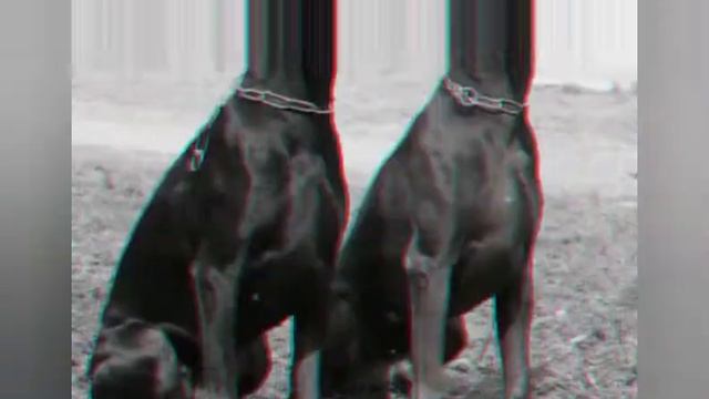 Моя любимая порода собак