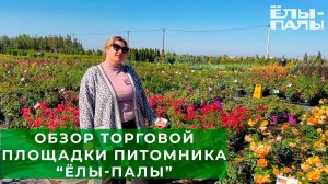 Торговая площадка питомника ЁЛЫ-ПАЛЫ обзор.