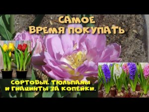 ЧТО ДЕЛАТЬ С ТЮЛЬПАНАМИ И ГИАЦИНТАМИ ПОСЛЕ ВЫГОНКИ?Сортовые тюльпаны и гиацинты  за копейки