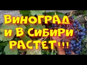 ВИНОГРАД В СИБИРИ РАСТЕТ! ЗИМОСТОЙКИЕ СОРТА.