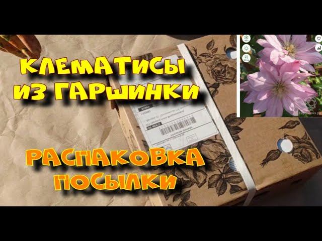 КЛЕМАТИСЫ ИЗ ГАРШИНКИ