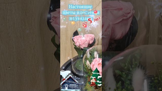 Идеи подарка из цветов. Роза, пионы в колбе. Цветы в стекле. Стабилизированные розы, пионы.