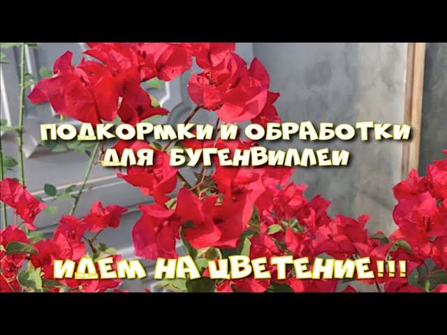 ПОДКОРМКИ ДЛЯ БУГЕНВИЛЛЕИ. ВРЕДИТЕЛИ. ЧАСТЬ 2.