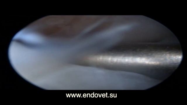 Курган Эндовет Артроскопия коленного сустава у собаки Разрыв мениска www endovet su