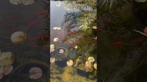 Проверка электродов ионизатора в пруду | ПРУД ПРУДИ