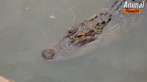 Интересные факты о крокодилах #крокодилы