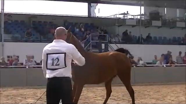 F&M Karmaya. Kubay Khan *Ster/ Elite x YA Karma * Ster/ Elite