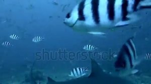 Gray bull shark eats from hands of the diver underwater ocean of Tonga.