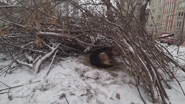 Вечерняя прогулочка, кормим Нюрку. Пермь. 10 дек 2024. смотреть онлайн