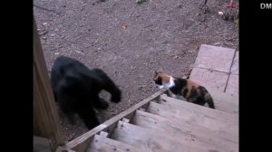 Кошка прогнала медведя