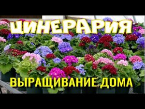 Цинерария. Выращивание в комнатных условиях