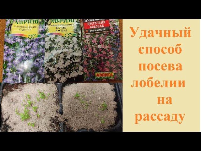 Удачный способ посева #лобелии на #рассаду.