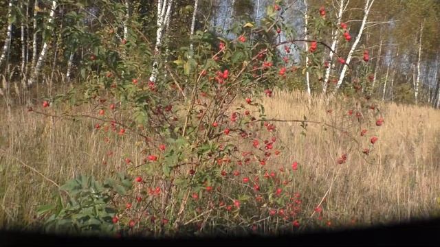 В чистом поле вырос куст Боярышника или Шиповника.