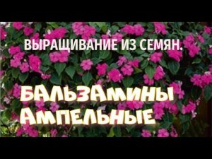 Бальзамин выращивание из семян. Ч.1.