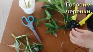 Зеленое черенкование. Размножение растений. Часть 1.