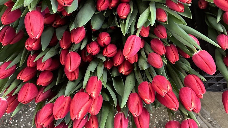 Тюльпаны выгонка 2024 смотреть онлайн