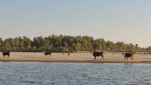 Калмыкия, Каршевитое ч2