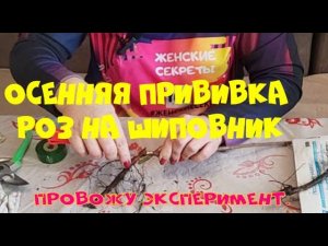Осенняя прививка роз на шиповник. Эксперимент.