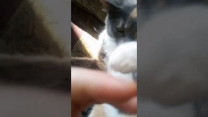 Как понять, злится кошка или нет