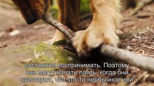 Интриги собачьей логики: почему собаки лают в пустоту?