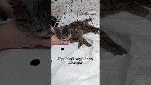 Кошке очень нужна помощь