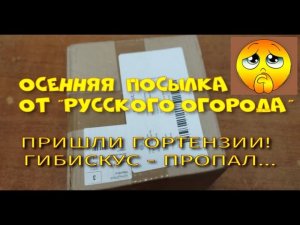 Распаковка гортензий от "Русского огорода"