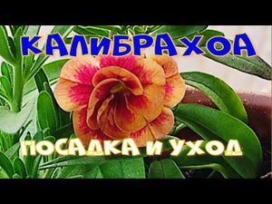 КАЛИБРАХОА ПОСАДКА И УХОД (Ч.2)