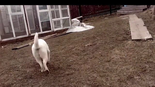 пондюша рада вам 😘 смотреть онлайн