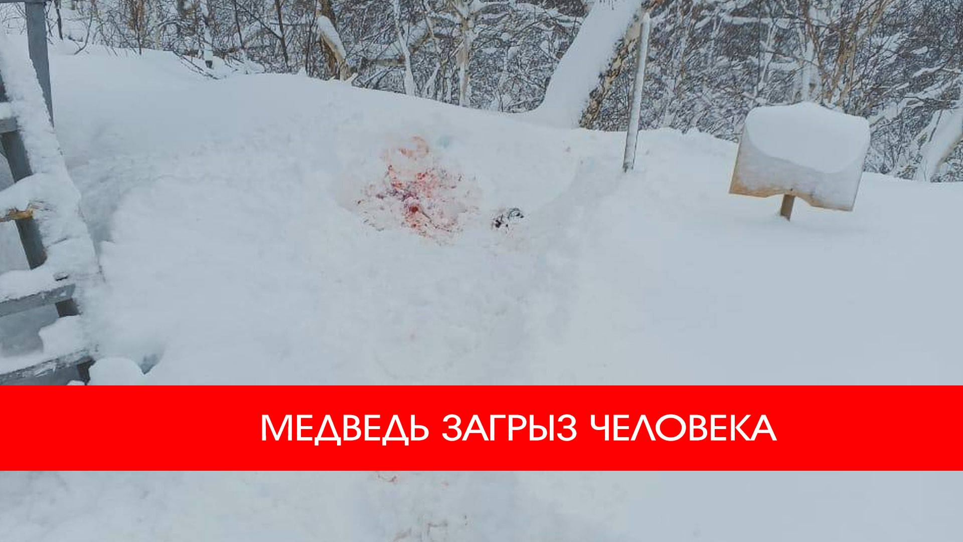 Медведь загрыз человека