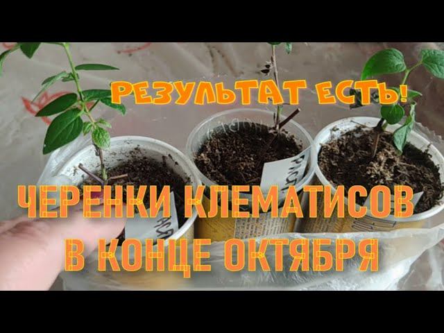 Черенки клематиса на конец октября
