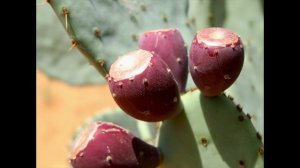 Prickly Pear Cactus