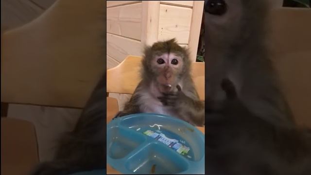 Люблю я макароны (Домашние макаки) смотреть онлайн