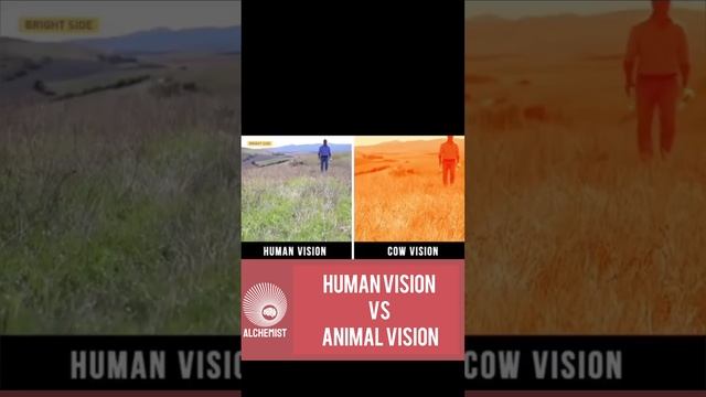 Seeing Through Their Eyes: A Comparison of Human and Animal Vision