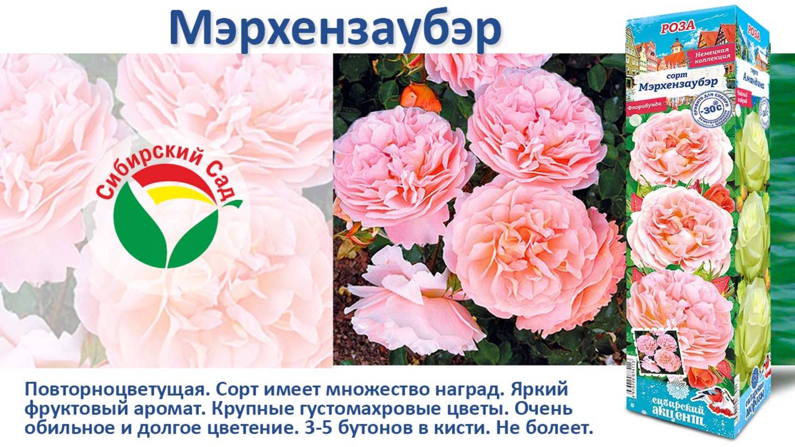Роза Мерхензаубэр (Флорибунда) от Агрофирмы "Сибирский сад"